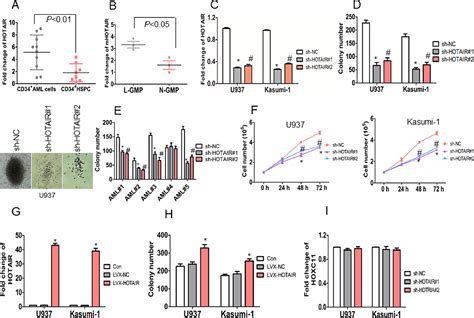 Long Noncoding RNA HOTAIR Promotes The Self Renewal Of Leukemia Stem