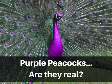 Are Purple Peacocks Real Yes 20 Purple Peacock Varieties