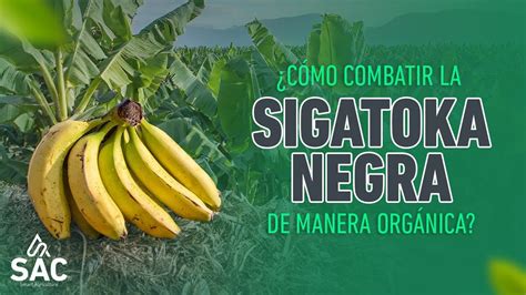 Cómo combatir la sigatoka negra en el banano de manera orgánica YouTube