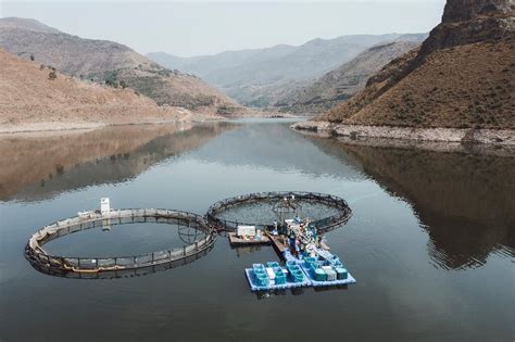 Mountainous Lesotho Finds Gold In Trout Fish Farming