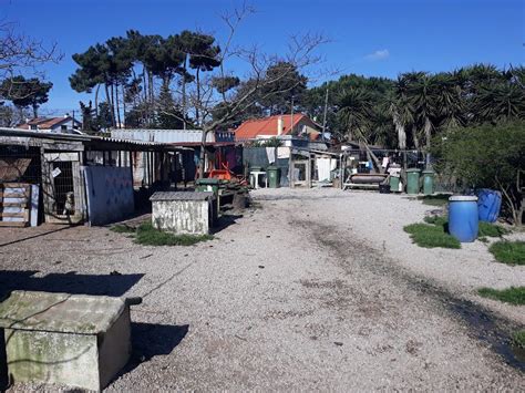 Canil da Aroeira nova casa para breve Diário do Distrito