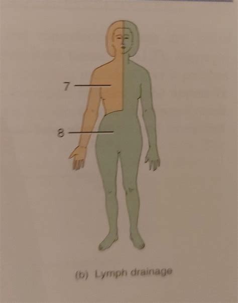 Solved A Lymphatic And Blood Capillaries Blood Capillary Chegg