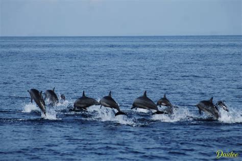 Pamilacan Island Dolphin And Whale Watching Behold Bohol