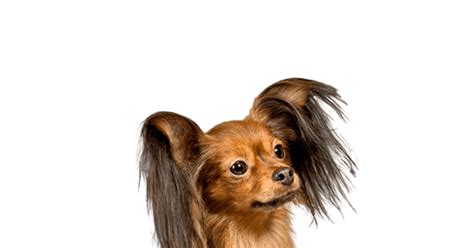 Russian Toy Pup Kopen Bazoeki