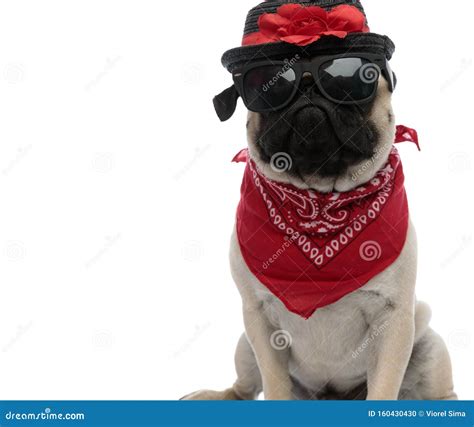 Determined Pug Wearing Sunglasses Red Bandana And A Decorated Hat