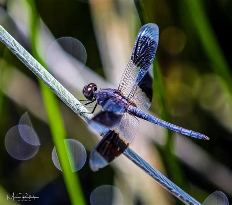 Blue Darter – Melvin Rutledge Photography