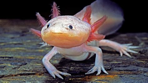 Axolotl: The adorable amphibian that can regrow its body and stay ...