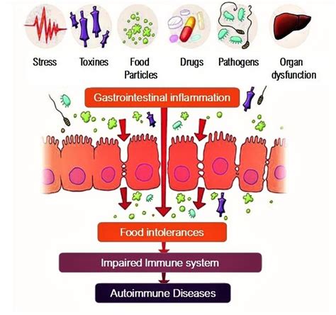 Leaky Gut Syndrom Candida Yeast Fungal