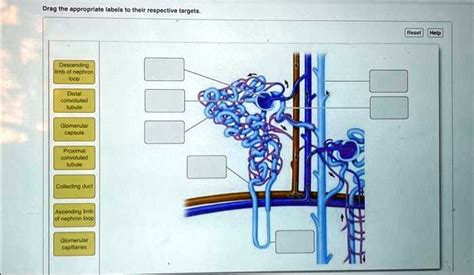 Solved Help Descending Limb Of Nephron Loop Distal Convoluted Tubule