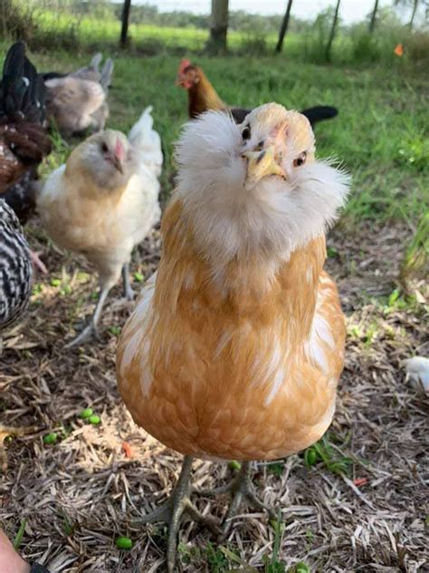 Easter Egger Chickens Baby Chicks For Sale Cackle Hatchery In 2021