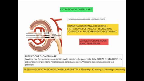 Corso Di Fisiologia Umana Lezione Di Fisiologia Renale Parte