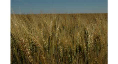 Early Fungicide Applications May Help Some Wheat Producers Says K