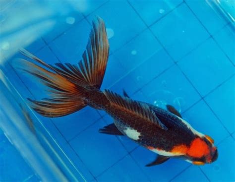 Goldfish Tri Color Wakin Goldfish Comet Goldfish Beautiful Fish