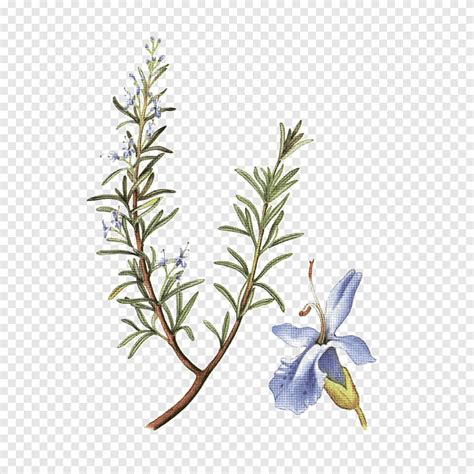 Food Rosemary Herb Gastritis Crónica Romero botany leaf png PNGEgg