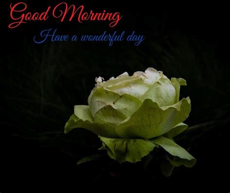 Good Morning Images - 100% Unique New Good Morning Photos Good Morning ...