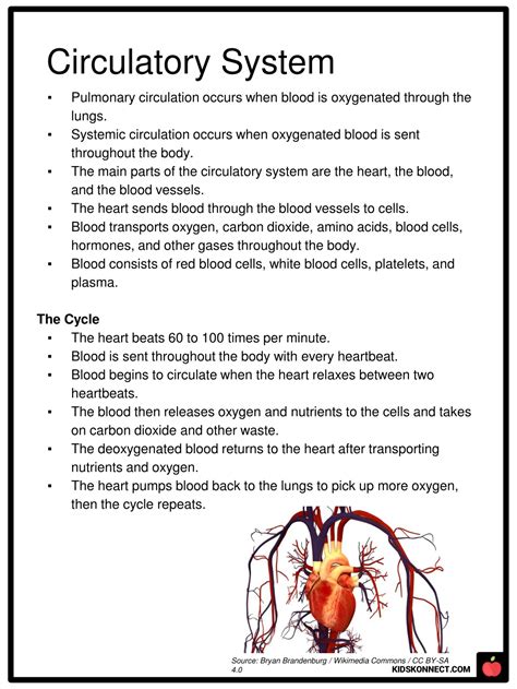 Ppt Option 2 Circulatory System Reading 7th Grade Science Q1 Week 3 Powerpoint Presentation