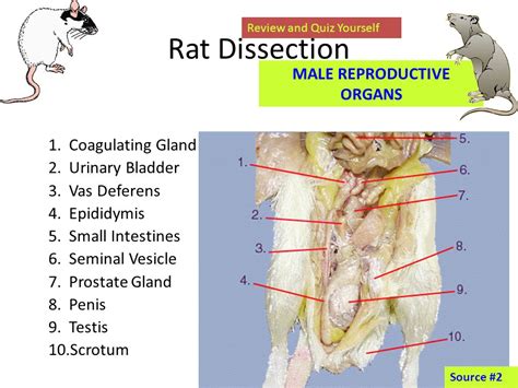 Rat Dissection Anatomy Anatomical Charts And Posters