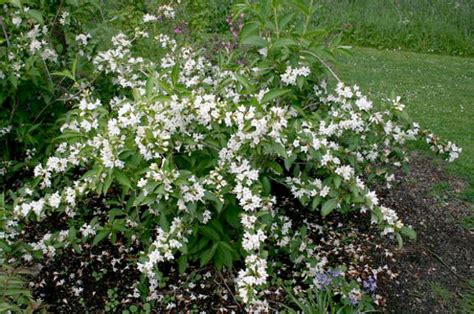Вейгела Кандида (Weigela florida Candida),купить вейгелу,вейгела ...