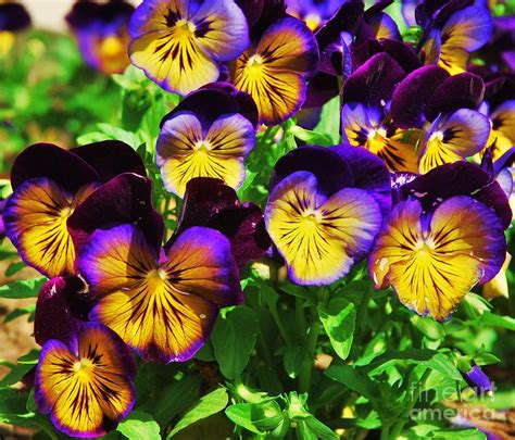 A Bouquet Of Pansies Photograph by Marcus Dagan | Fine Art America