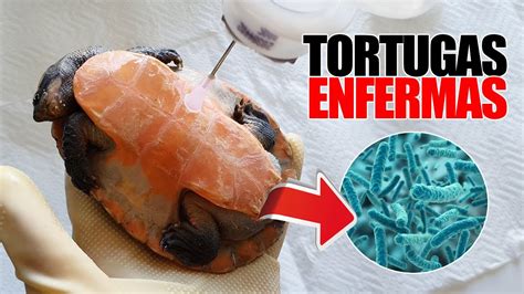 Una bacteria a punto de matar a mis tortugas llenándolas de úlceras