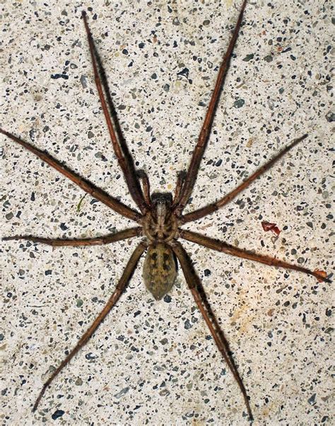 Giant House Spider Eratigena Atrica Giant House Spider House Spider Huntsman Spider