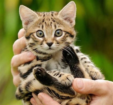 rusty spotted cat in hand