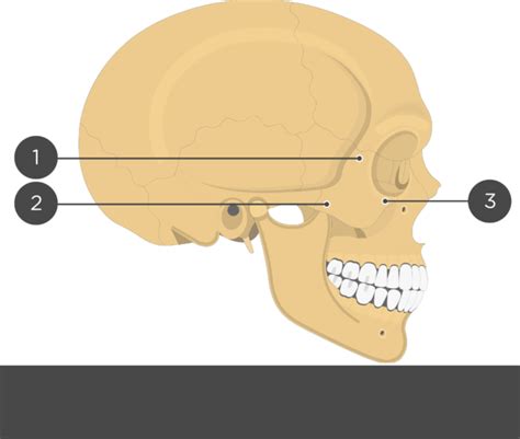 Cheek Bone Anatomy Anatomical Charts And Posters