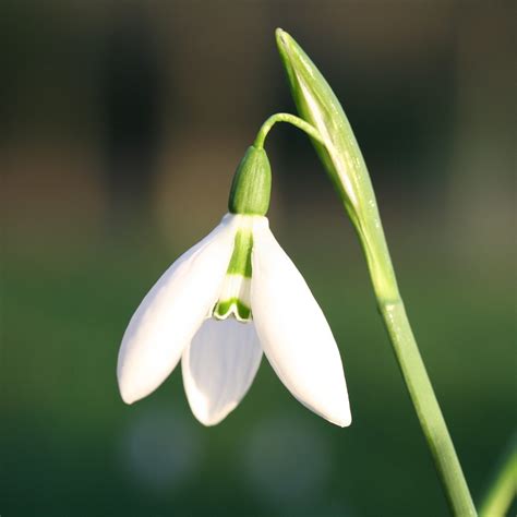 Dunimarle Castle - snowdrops with Scotland's Gardens Scheme | Discover Scottish Gardens