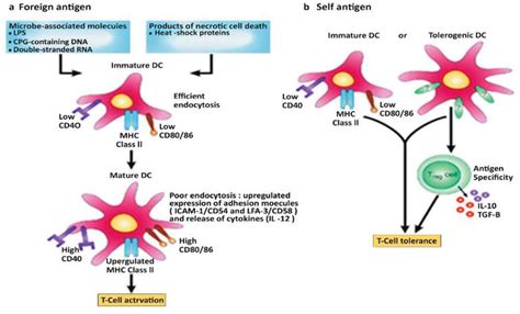 Dendritic Cell Subsets Maturation And Function Intechopen