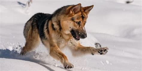 Labrador Age In Human Years Calculate Labrador Human Age