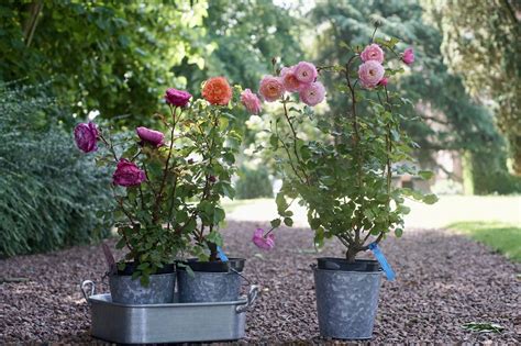 Rosier En Pot Conseils De Plantation Roses Guillot