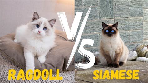 Ragdoll Cat Vs Siamese Differences You Need To Know Housepetscare