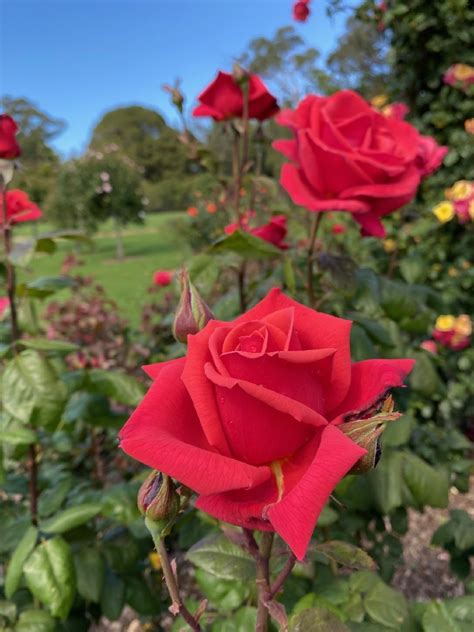 Rose Fragrant Cloud 3ft Std The Garden Feast