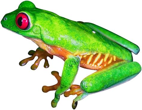 Free Tree Frog Cliparts, Download Free Tree Frog Cliparts png images ...