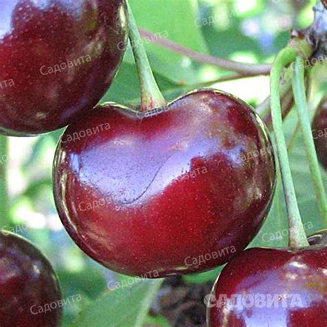 Дюк (гибрид черешни и вишни) Кормилица