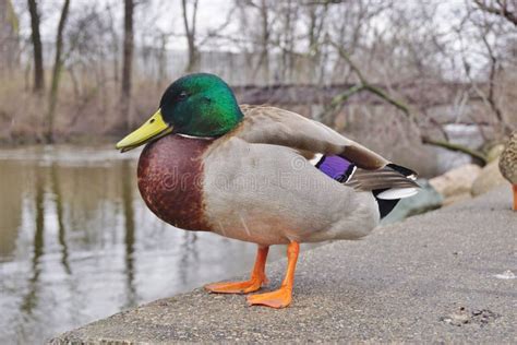 A Male Mallard Duck with Green Head Stock Photo - Image of mallard ...