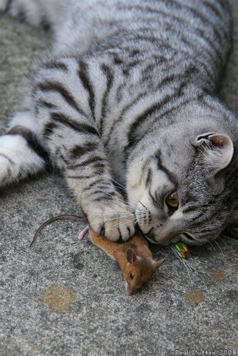 Photo: IMG 4939 Cat playing with a mouse