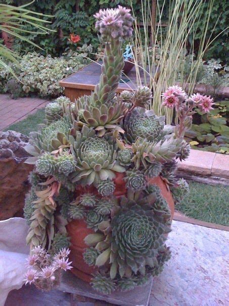 Blooming Hens Chicks In Strawberry Pot Succulent Garden Diy