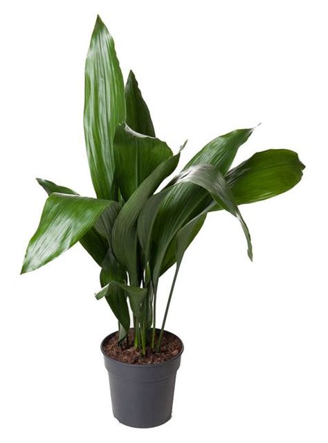 Aspidistra Elatior Plant Wholesale FlorAccess