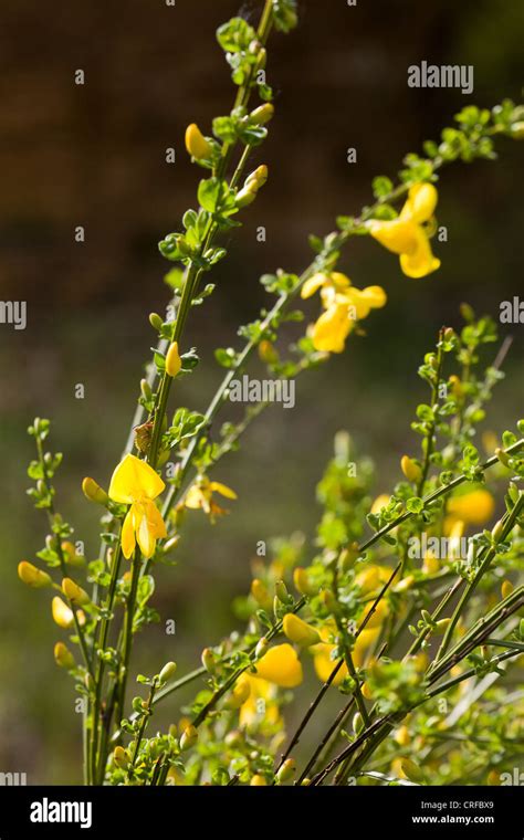 Common Broom Bush Cytisus Scoparius Stock Photo Alamy