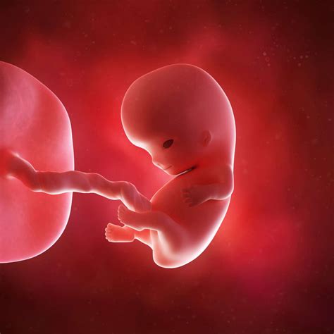 Como Esta Um Bebe De 9 Semanas