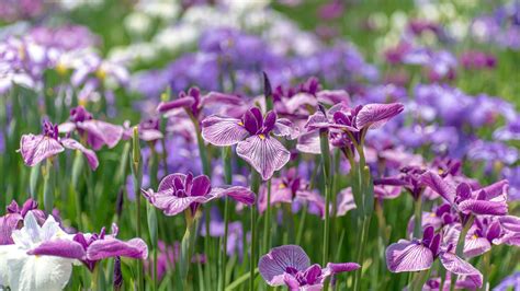 Bing HD Wallpaper May 12, 2025: An iris garden in Tokyo, Japan - Bing
