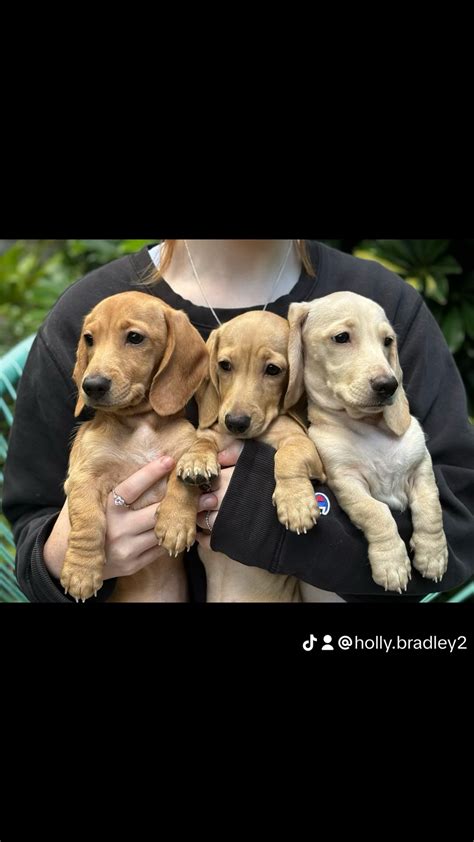 Dachshund Kingaroy Petsforhomes