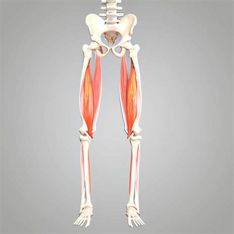 musculo biceps femoral musculo semimembranaceo origem insercao