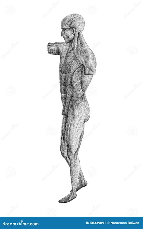 Human Figure Drawing From Side View Isolated Stock Illustration