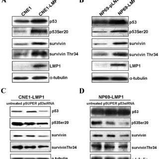 Lmp Upregulates Survivin Expression And Its Thr Phosphorylation By