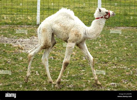 Small Camel High Resolution Stock Photography And Images Alamy