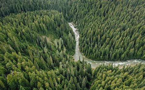 Southern Taiga Ecoregion Siberia Primary Forests Climate Program