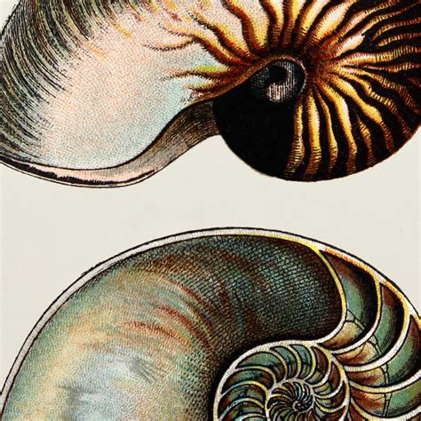 Natural History Specimen Print (Pearly Nautilus) - Tony Ladd Art