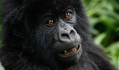 How to book gorilla trekking permits for Rwanda - Africa Geographic